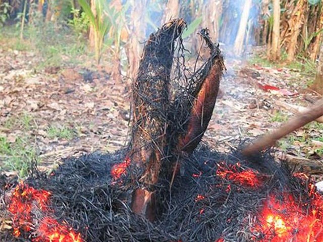 Kh&#225;m ph&#225; sản vật miền Nam Việt Nam (Kỳ 10): b&#244;ng đi&#234;n điển, b&#244;ng s&#250;ng mắm kho, c&#225; l&#243;c nướng trui, nem Lai Vung - Ảnh 3