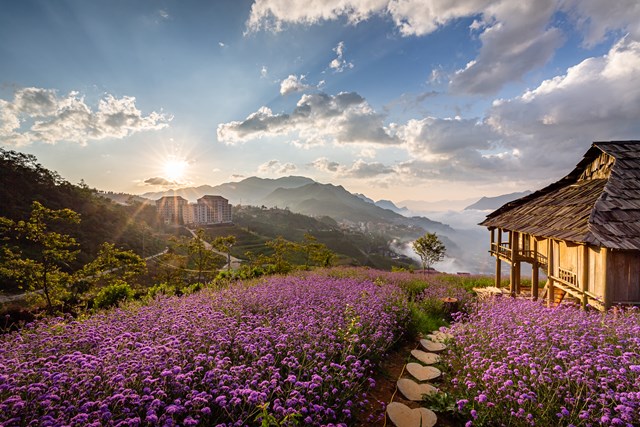 Đồi hoa t&iacute;m rộng 15.000m2 tại KDL Sun World Fansipan Legend.
