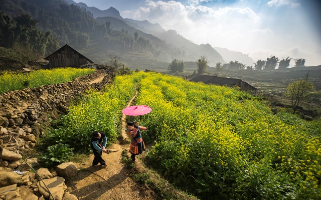 Sa Pa rực rỡ m&ugrave;a hoa cải v&agrave;ng &nbsp;