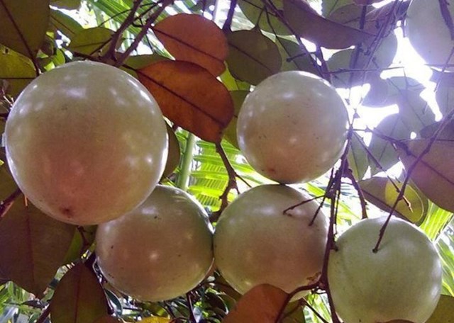 V&uacute; sữa bơ hồng.