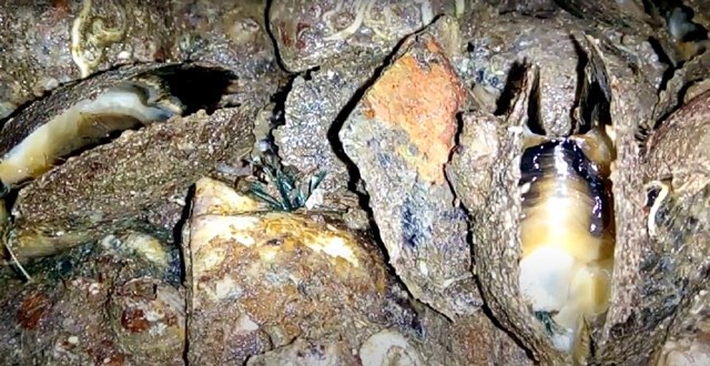 H&agrave;o bao Ph&uacute; Quốc.