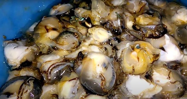 Phần thịt h&agrave;o bao sau khi được t&aacute;ch vỏ.