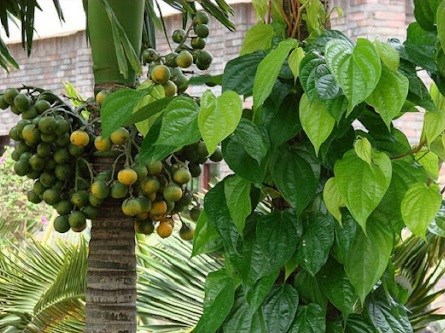 Trầu cau l&agrave; sản vật đặc biệt của người Việt Nam