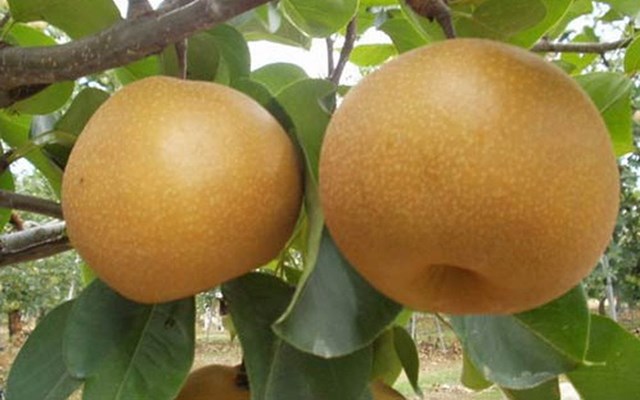 Quả l&ecirc; tại Đ&ocirc;ng Kh&ecirc; lu&ocirc;n c&oacute; vị ch&aacute;t, ngọt rất đặc trưng. &nbsp;