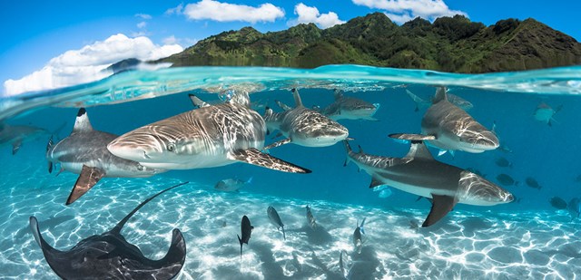 Bơi c&ugrave;ng c&aacute; mập l&agrave; hoạt động nằm trong danh s&aacute;ch &ldquo;phải thử&rdquo; khi đến Bora Bora, v&igrave; rất &iacute;t nơi tr&ecirc;n thế giới c&oacute; thể đem lại trải nghiệm n&agrave;y. C&aacute; mập trong v&ugrave;ng biển Bora Bora kh&ocirc;ng hung dữ v&agrave; dễ d&agrave;ng cho ph&eacute;p du kh&aacute;ch đến gần. Tuy nhi&ecirc;n, để đảm bảo an to&agrave;n, du kh&aacute;ch kh&ocirc;ng được cho c&aacute; ăn hay cố gắng vuốt ve ch&uacute;ng v&agrave; cũng kh&ocirc;ng n&ecirc;n đeo đồ trang sức s&aacute;ng b&oacute;ng khi tham gia hoạt động n&agrave;y.