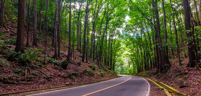 Philippines sẵn sàng khởi động lại ngành Du lịch, hòn đảo xanh Bohol xinh đẹp thu hút nhiều quan tâm nhất - Ảnh 1 Philippines sẵn sàng khởi động lại ngành Du lịch, hòn đảo xanh Bohol xinh đẹp thu hút nhiều quan tâm nhất - Ảnh 1