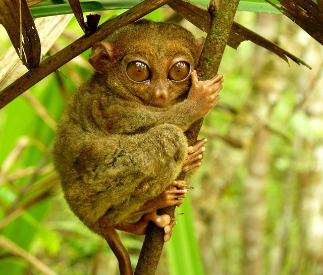 Khu bảo tồn Tarsier: Khu bảo tồn động vật hoang d&atilde; ở Corella nằm trong một khu rừng tươi tốt; được th&agrave;nh lập để bảo vệ khỉ l&ugrave;n tarsier tr&aacute;nh sự ngược đ&atilde;i v&agrave; những kẻ săn trộm tr&aacute;i ph&eacute;p trong m&ocirc;i trường sống tự nhi&ecirc;n của ch&uacute;ng.