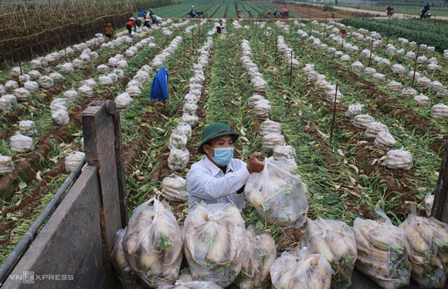 Người d&acirc;n th&ocirc;n Đ&ocirc;ng Cao thu hoạch củ cải b&aacute;n với gi&aacute; 1.000 đồng/kg. Ảnh: Tất Định.