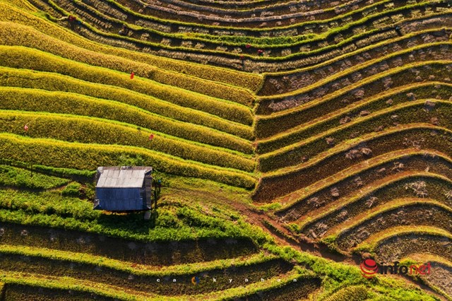 C&aacute;c mảng m&agrave;u đối lập tr&ecirc;n v&ugrave;ng thửa ruộng bậc thang rộng lớn.